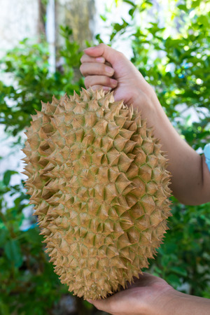 Durian fruitの写真素材