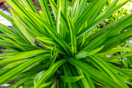 Pandanus leafの写真素材