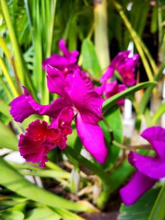 purple orchid beautiful. Bouquet of flowers orchids.の写真素材