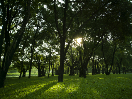 Suan Luang Rama 9 Park is the largest green space in Bangkok, Thailandの写真素材