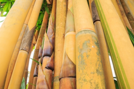 Close up of yellow bamboo with green leavesの写真素材