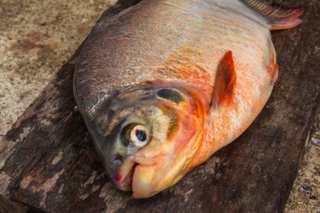 Close up of freshly fish for dinnerの写真素材