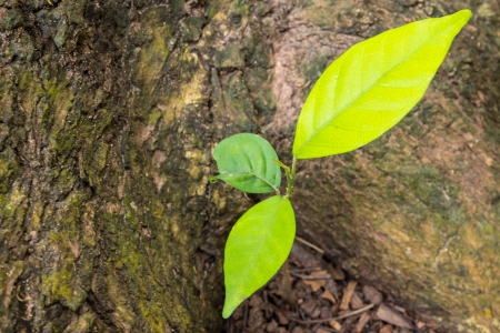 close up plant growing concept of new lifeの写真素材