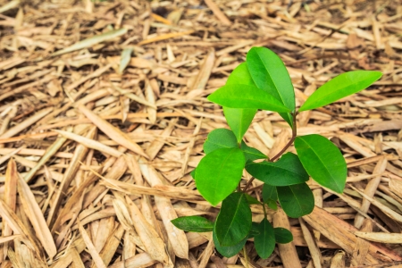 close up plant growing concept of new lifeの写真素材
