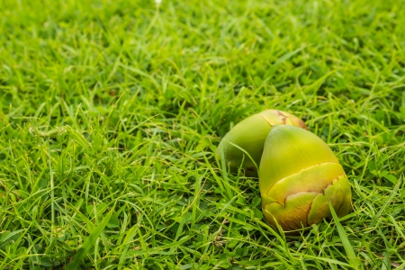 Small green coconuts on green grass backgroundの写真素材
