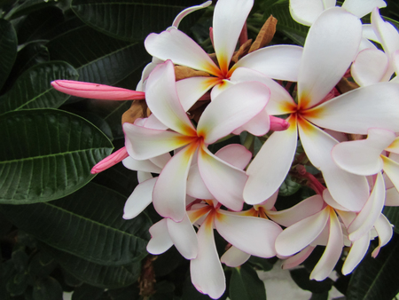 plumeria flowers on the tree.の写真素材