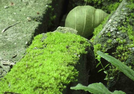 Moss is a single celled algae that is trapped in areas with runoff. Because the flow of water is oxygen. carbon dioxide And good nutrient circulation good light. Become greenの写真素材