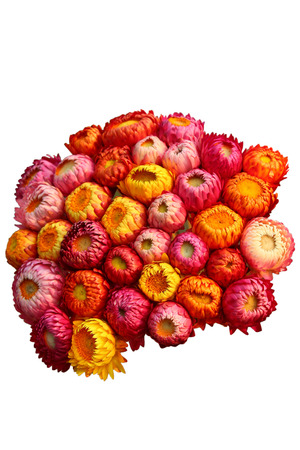 Bouquet of colorful straw flowers on white backgroundの写真素材