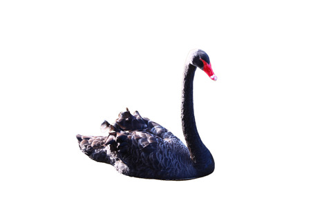 Black swan on white backgroundの写真素材
