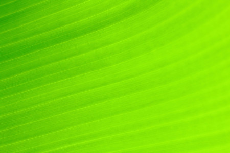 Banana leaf textureの写真素材