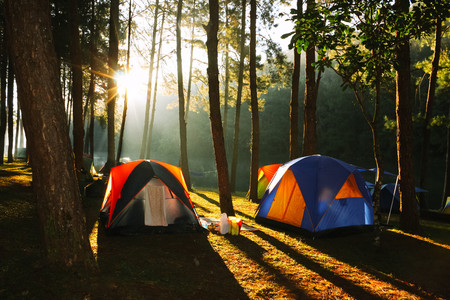 The campsite in pine forestの写真素材