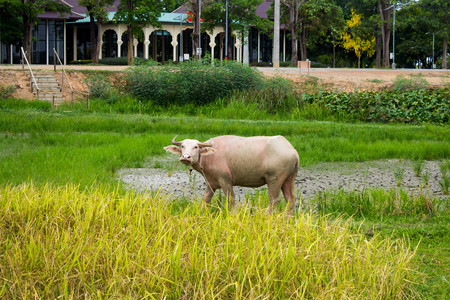 Albino buffalo in the rice fieldの写真素材