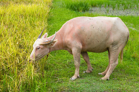 Albino buffalo eating grass in the rice fieldの写真素材