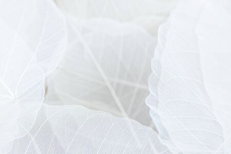 Close up of Fiber structure of dry leaves texture background. Cell patterns of Skeletons leaves,...