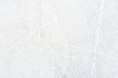 Close up of Fiber structure of dry leaves texture background. Cell patterns of Skeletons leaves,...