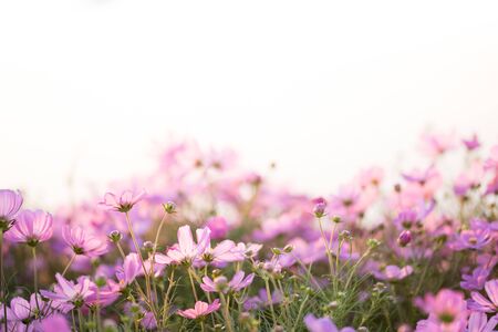 Border of pink cosmos flower in cosmos field with bokeh. Closeup flowers blooming on softness style in spring summer under sunrise. Beautiful cosmos in garden with blurry background and soft sunlightの写真素材