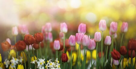 Softness of Pink tulips blooming in a tulip field in garden with blurry background and soft sunlight for horizontal floral poster, wallpaper or holidays card. spring-flowering plant of the lily familyの写真素材