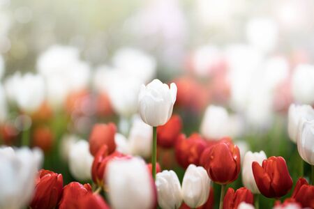 Softness of White tulips blooming in a tulip field in garden with blurry background and soft sunlight for horizontal floral poster, wallpaper or holidays card. spring-flowering plant of the lily familyの写真素材