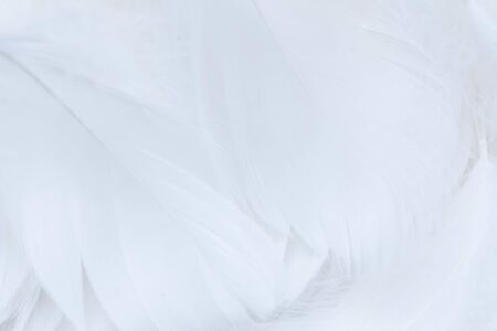 Soft focus of White color trends teal or chicken feather texture background. feather soft pastel background. Closeup of white fluffy feather. Image nature art of wings bird for greeting card designの写真素材