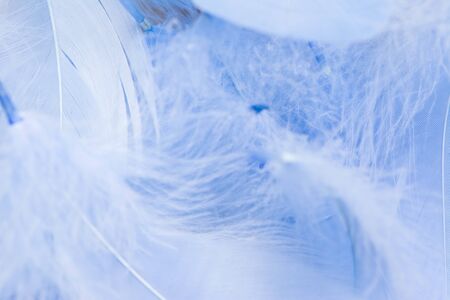 Soft focus of blue color trends teal or chicken feather texture background. feather soft pastel background. Closeup of white fluffy feather. Image nature art of wings bird for greeting card designの写真素材