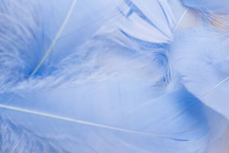 Soft focus of blue color trends teal or chicken feather texture background. feather soft pastel background. Closeup of white fluffy feather. Image nature art of wings bird for greeting card designの写真素材