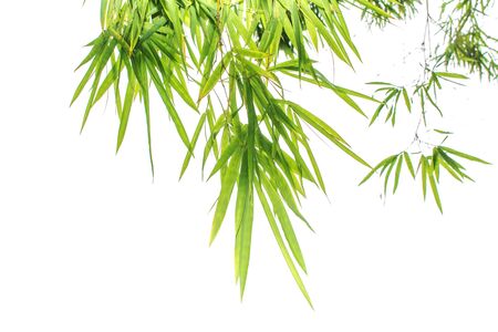 Close up of Bamboo forest and green leaves with natural light for banner or website design. Nature landscape view of green leaf of bamboo leaf isolated on white background with copy space for textの写真素材