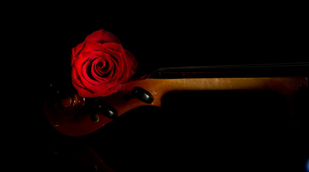Violin and rose Violin orchestra musical instrumentsの写真素材