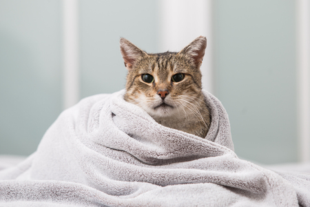 Cat playing in bedの写真素材