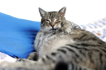 lazy cat sleepingの写真素材