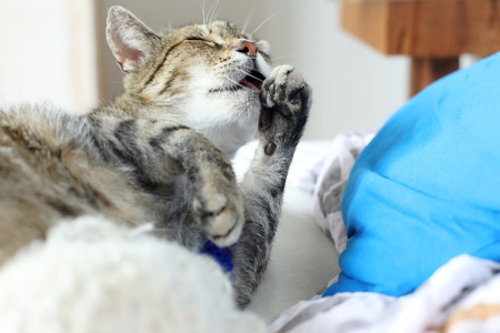 lazy cat sleepingの写真素材