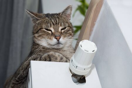 cat on the radiator, warm, cat relaxing