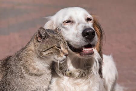 Dog and cat playing together outdoor. Cat and dog friendship, cat and dog in loveの写真素材