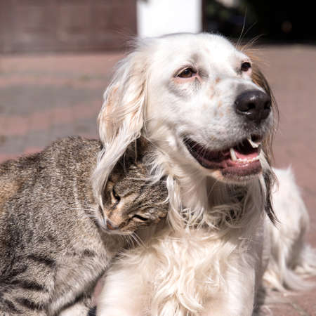 Dog and cat playing together outdoor. Cat and dog friendship, cat and dog in loveの写真素材
