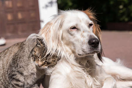 Dog and cat playing together outdoor. Cat and dog friendship, cat and dog in loveの写真素材