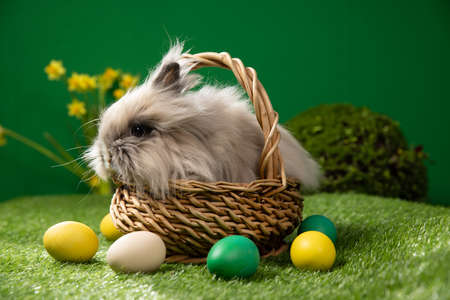 Little Bunny In Basket With Decorated Eggsの写真素材