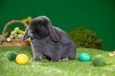 Adorable Bunny With Easter Eggsの写真素材