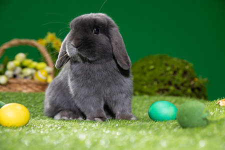 Easter bunny sitting near Easter eggs, green grass. Cute colorful bunny, green background, spring holiday, symbol of Easter, rabbits crawling on the green grassの写真素材