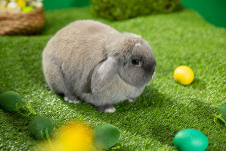 Adorable Bunny With Easter Eggsの写真素材