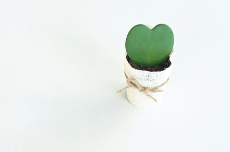 small green cactus In shape of heart in flower pot cover with light brown sack and brown bow on white backgroundの写真素材