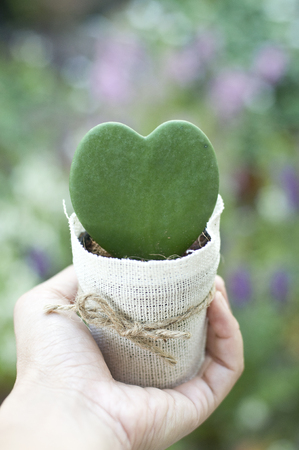 hand holding small green cactus In shape of heart in flower pot cover with light brown sack and brown bowの写真素材