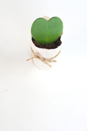 small green cactus In shape of heart in flower pot cover with light brown sack and brown bow on white backgroundの写真素材