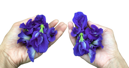 Butterfly Blue Pea Flowers on woman's hand isolated on white backgroundの写真素材