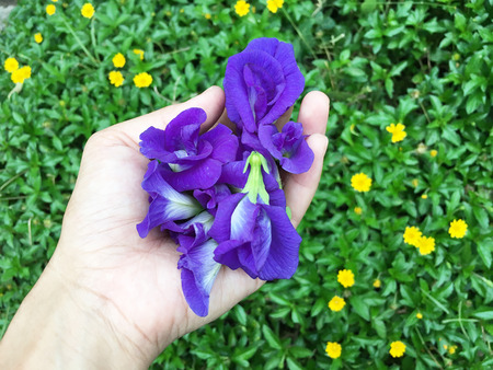 Butterfly Blue Pea Flowers on woman's handの写真素材