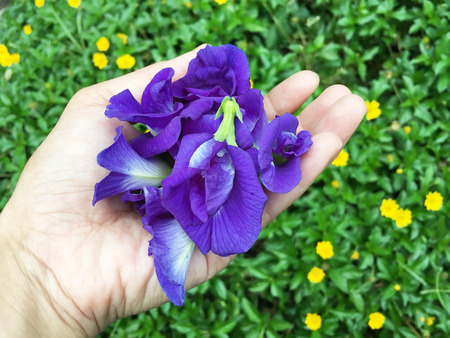 Butterfly Blue Pea Flowers on woman's handの写真素材