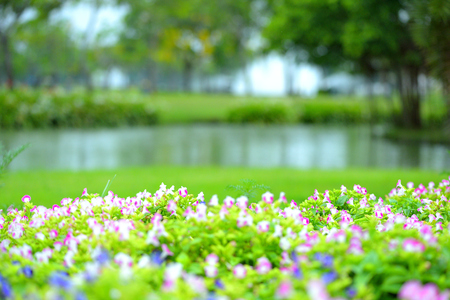 beautiful spring flowers in garden nature background.の写真素材