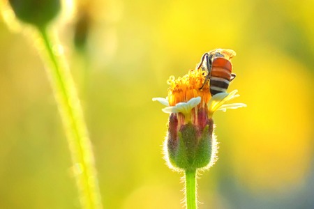 a Bee perched on the beautiful flower.