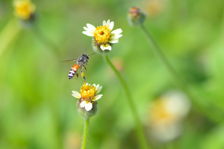 a Bee flying to the beautiful flower.の写真素材