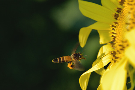 a Bee flying to the beautiful sunflower.