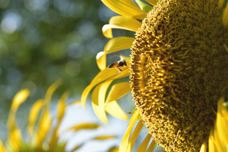 a Bee flying to the beautiful sunflower.の写真素材