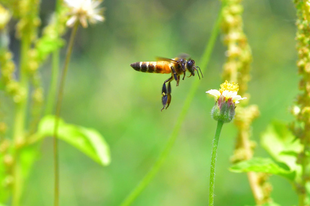 a Bee flying to the beautiful flower.